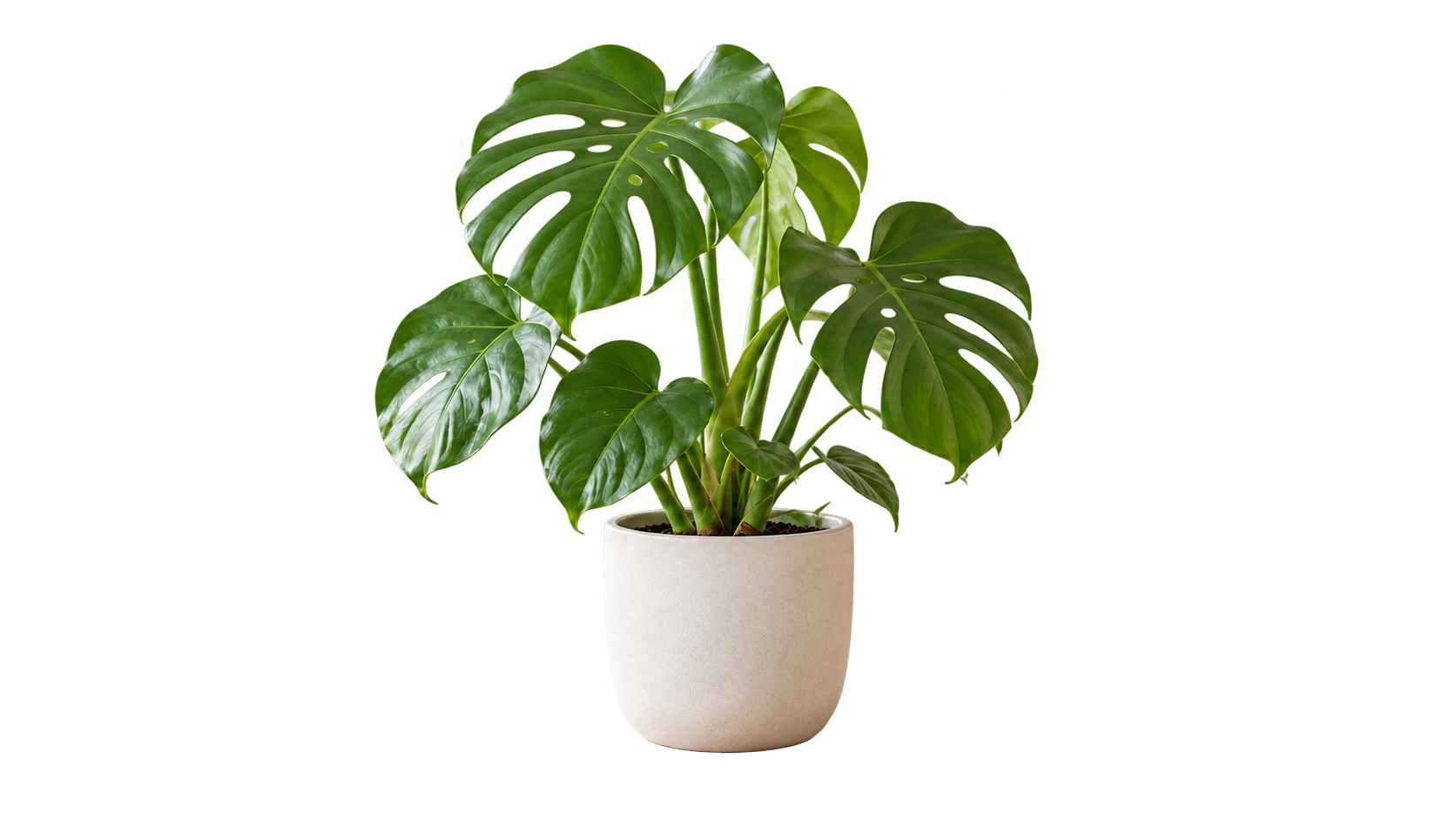 Background-removed monstera plant displayed over a transparency checkerboard